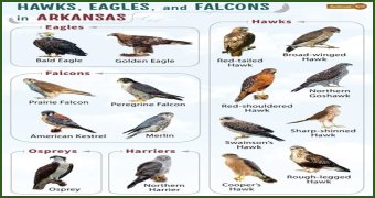 Falcons Of Ocala - Lighting Fast Flyers